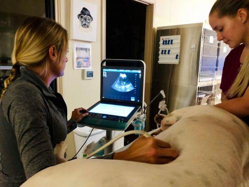 Ultrasound-picture